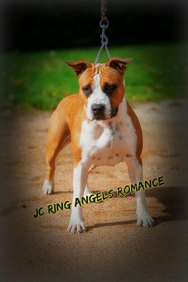 jc ring angels Romance